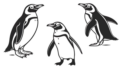 Naklejka premium Three penguin sketches isolated on white background