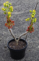 Aeonium smithii mature succulent plant