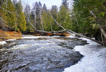 river in the forest