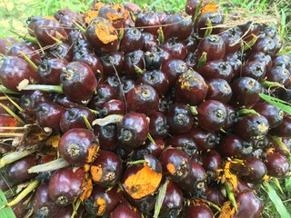 Fresh Palm Oil Fruit at Meratus Mountain, Borneo Rainforest