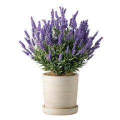 Obraz premium Vibrant purple lavender plant in a rustic pot isolated on transparent background