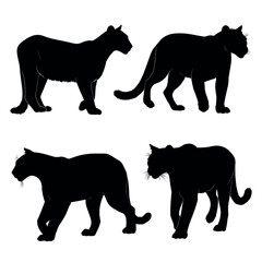 vector illustration of cougar silhouette set, Black & White silhouette set 