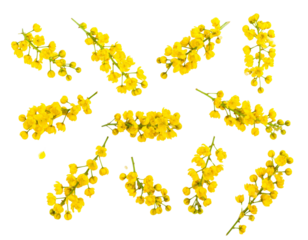 alphabet of yellow flowers