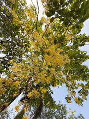 A tree with yellow leaves is in the middle of a forest