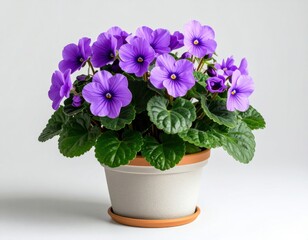 A detailed shot of a potted African violet plant showcasing its velvety purple flower