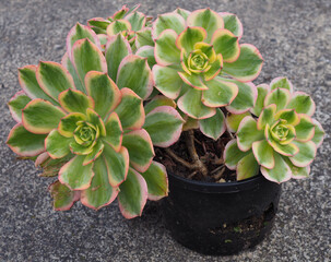 Aeonium 'Sunburst' mature succulent plant