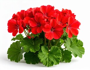 A vibrant studio image of a blooming red geranium plan
