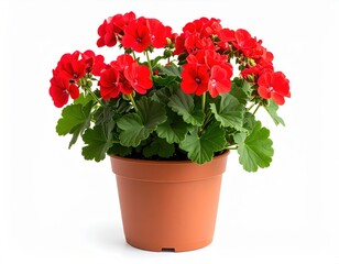 A vibrant studio image of a blooming red geranium plant