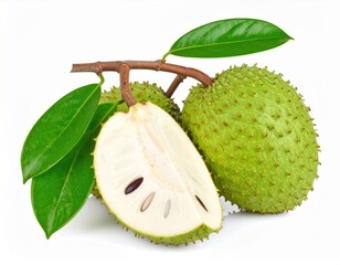 Soursop Fruit on Branch with Leaves on White Background isolated on white background.