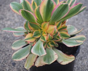 Aeonium 'Sunburst' mature succulent plant