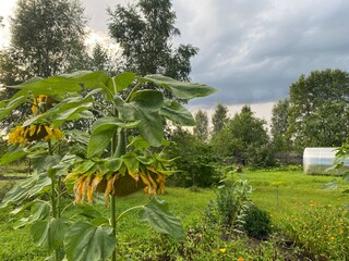 A Beautiful and Lush Garden Featuring Bright Sunflowers Set Against a Cloudy Sky