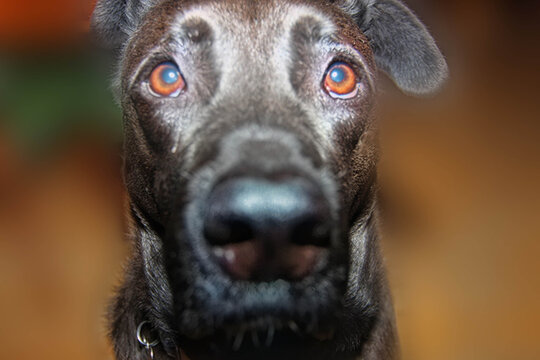 portrait of a black dog