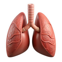 Realistic human lungs anatomy isolated on transparent background