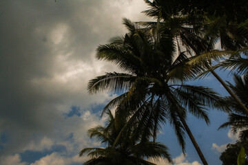 Tropical coconut palm trees silhouetted against a vibrant sunset sky on a summer beach