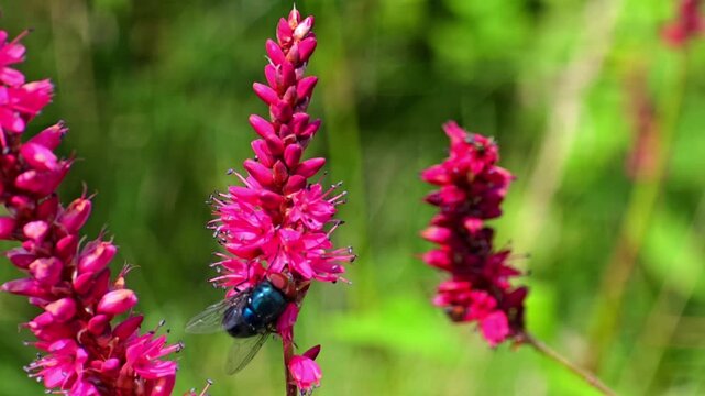 Blue Bottle Fly (Calliphora vomitoria) Collecting Nectar from Red Bistort (Bistorta amplexicaulis) &ndash; 120fps Slow Motion 4K Footage
