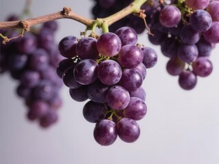 Fototapeta premium Close-up of plump, juicy purple grapes on the vine, ready for harvest, plump, concord grapes