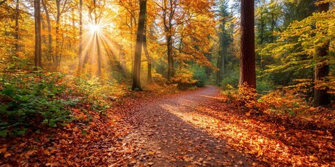 Obraz premium Golden sunbeams pierce through vibrant autumn forest foliage illuminating a leaf-strewn path.