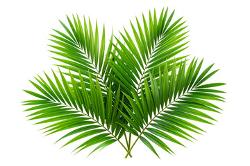 Set of Bright Green Tropical Palm Leaves, isolated on transparent background