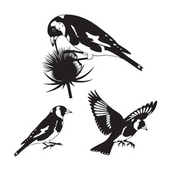 Set of 3 Goldfinch Silhouettes as a European Songbird Vector Set