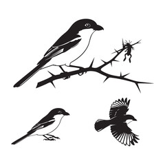 Set of 3 Shrike Silhouettes as a Predatory Butcher Bird Icon Set