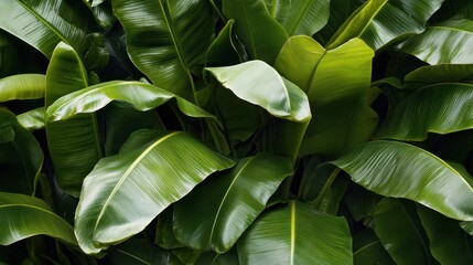 Obraz premium Lush tropical foliage: A vibrant display of nature's verdant symmetry and textures