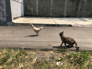 Cat stalking a chicken on the street in urban environment