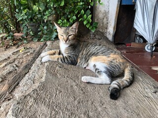Tabby cat lying down and resting on concrete surface outdoors