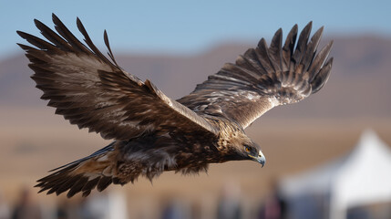 Golden Eagle Mid-Flight in Full Spread at Mongolian Golden Eagle Festival With Tents and Spectators in Background