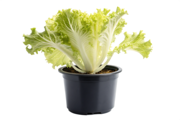  batavia lettuce plant in black pot isolated on background white