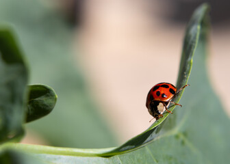 Harlequin Ladybug on a large leaf