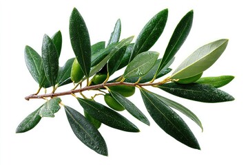 Olive branch with fresh leaves and green olives