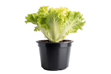  batavia lettuce plant in black pot isolated on background white
