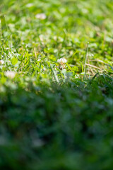 Bright yellow flower standing tall in green grass during sunny day