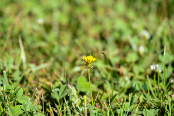 Bright yellow flower standing tall in green grass during sunny day
