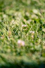 Bright yellow flower standing tall in green grass during sunny day