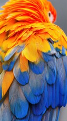 Fototapeta premium Close up of a Parrot's Vivid Orange, Yellow, and Blue Feathers