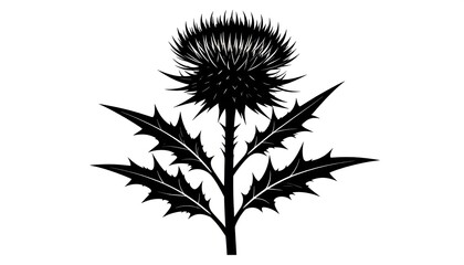 Monochrome botanical illustration of a thistle flower against a clear backdrop