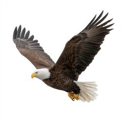 Obraz premium Bald eagle in flight with wings spread wide bird flying