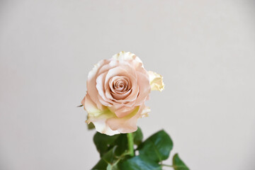 コーラルピンクのばら