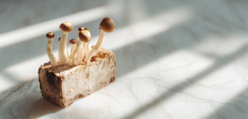DIY Mushroom Growing Kit Indoors