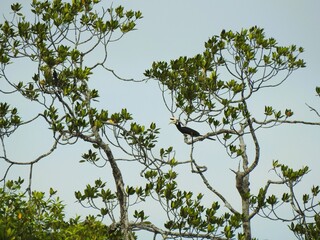 Anthracoceros albirostris bird perched on a branch of the Rhizopora apiculata tree.