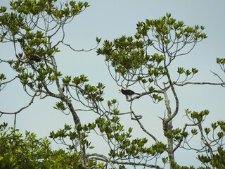 Anthracoceros albirostris bird perched on a branch of the Rhizopora apiculata tree.