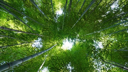 Fototapeta premium Looking up through tall green bamboo stalks towards the sunlit canopy