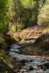 Summer Hiking Views of Farmington Canyon Utah Waterfalls and Flowers 