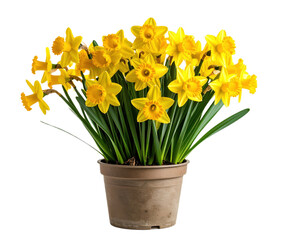 Beautiful studio image of a potted daffodil plant