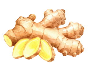 A delicate watercolor painting of fresh ginger with sliced pieces