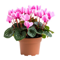 Beautiful studio photograph of a potted cyclamen plant