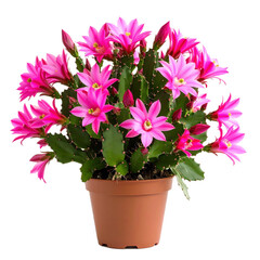 Studio shot of a potted Christmas cactus with its vibrant pink blooms