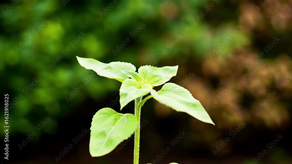 Aufkleber artistic timelapse loop featuring single seed germination in natural background with blurred greener