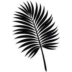 Fototapeta premium Black palm frond silhouette tropical leaf